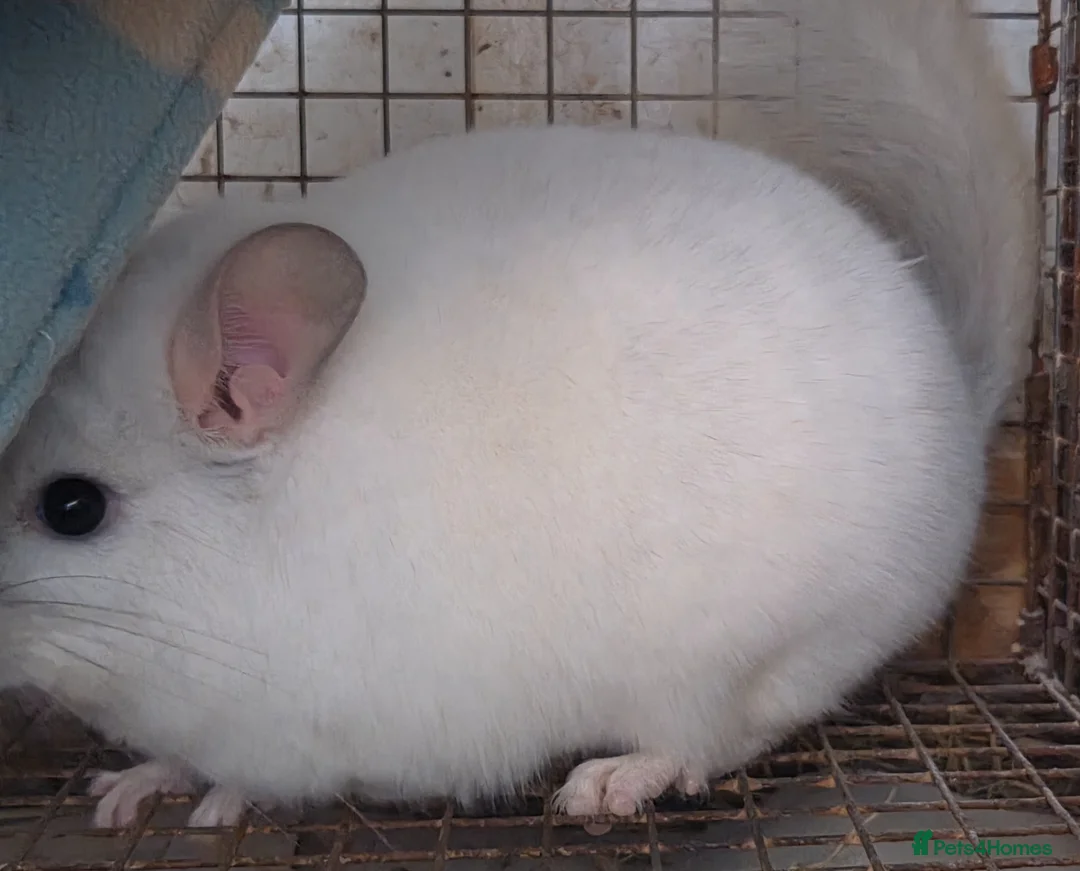 Chinchilla rodents for sale: White diamond male chinchilla  - Advert 2