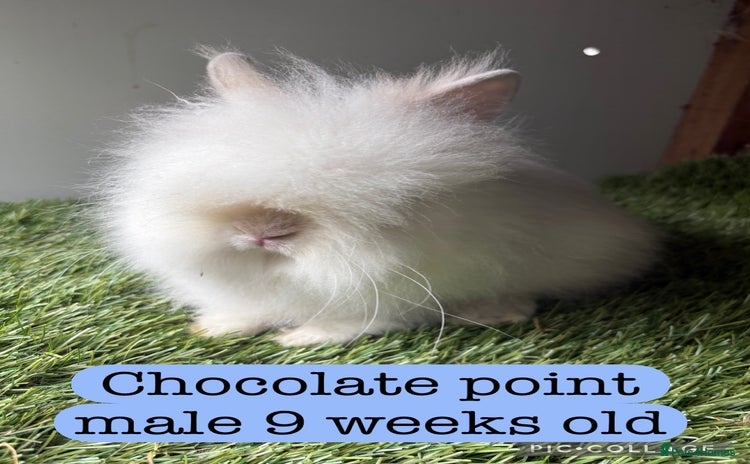 Lionhead rabbits - Advert 16