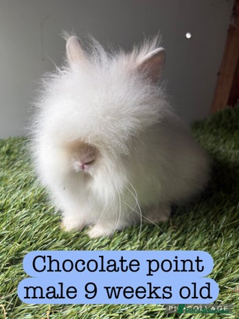Lionhead rabbits - Advert 3