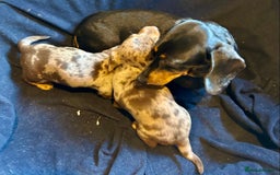 Miniature Dachshund dogs for sale: Stunning Miniature Smooth Dachshund - Image 10