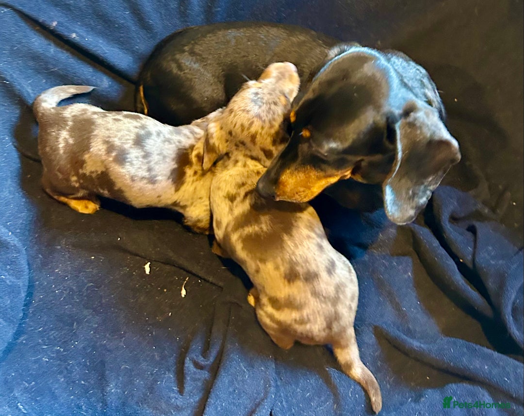 Miniature Dachshund dogs for sale: Stunning Miniature Smooth Dachshund - Image 10