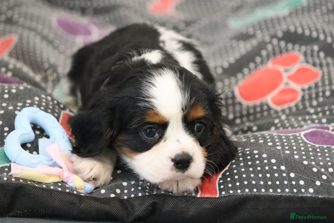 Cavalier King Charles Spaniel dogs for sale: Cavalier King Charles Puppies for sale - Advert 16