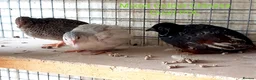 Quail poultry for sale: Quail Japanese/Italian, Celadon, Chinese/Button - Advert 4