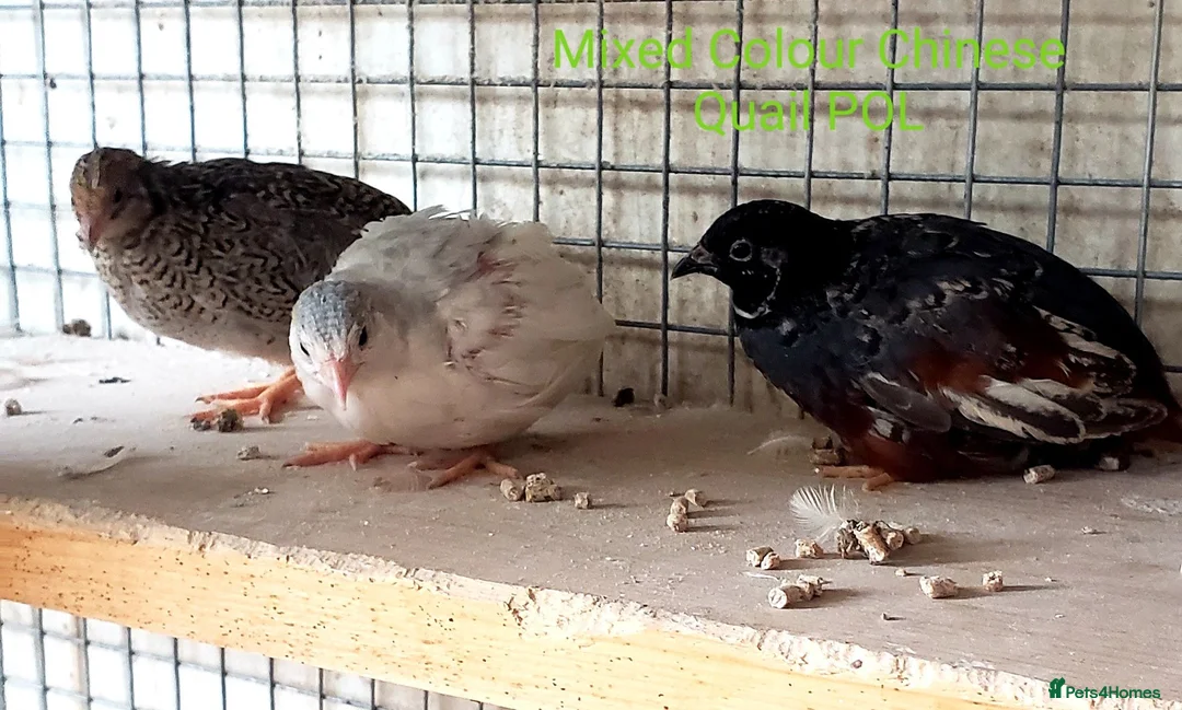 Quail poultry for sale: Quail Japanese/Italian, Celadon, Chinese/Button - Advert 4