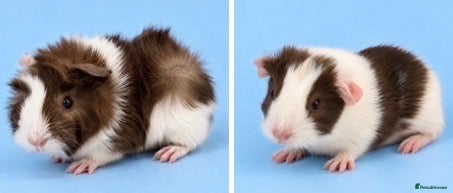 Guinea Pig rodents 🐹💕 TWO ADORABLE BONDED BABY BOYS 💕🐹 - Advert 1
