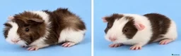 Guinea Pig rodents for sale: 🐹💕 TWO ADORABLE BONDED BABY BOYS 💕🐹 in Bristol - Advert 1