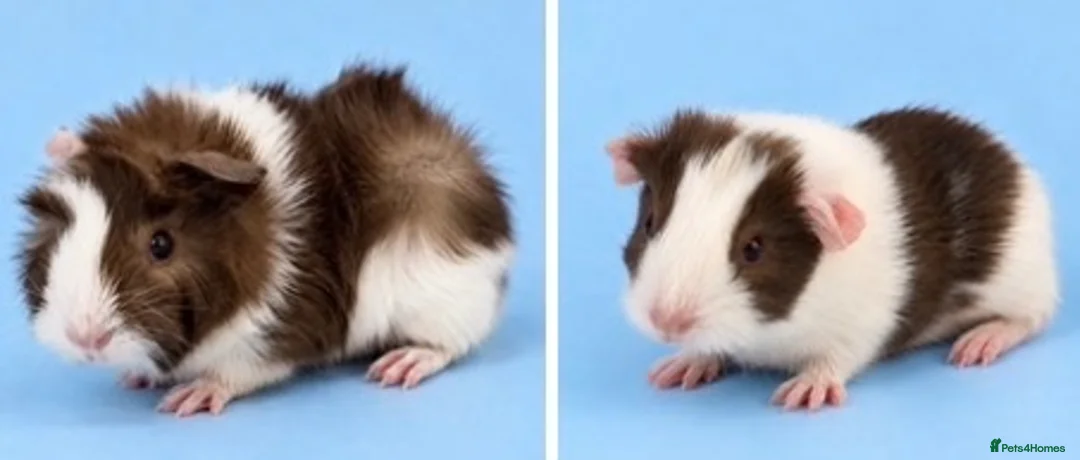 Guinea Pig rodents for sale: 🐹💕 TWO ADORABLE BONDED BABY BOYS 💕🐹 in Bristol - Advert 1