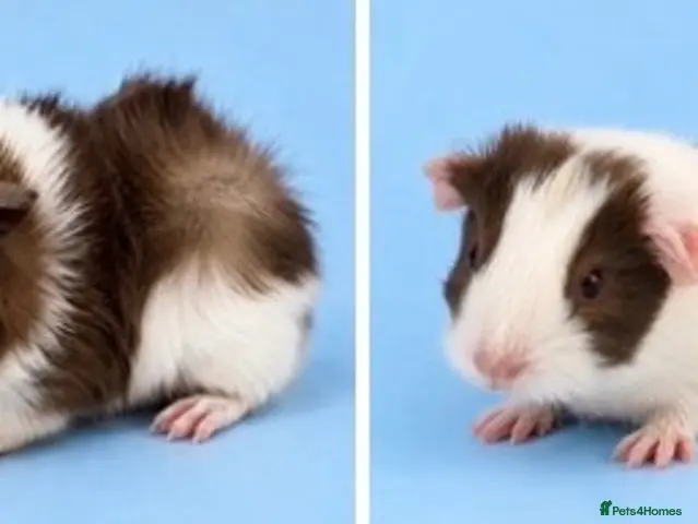 Guinea Pig rodents for sale: 🐹💕 TWO ADORABLE BONDED BABY BOYS 💕🐹 - Advert 1