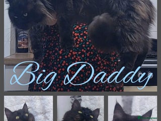 Maine Coon cats Beautiful big maine Coon babies - Advert 3