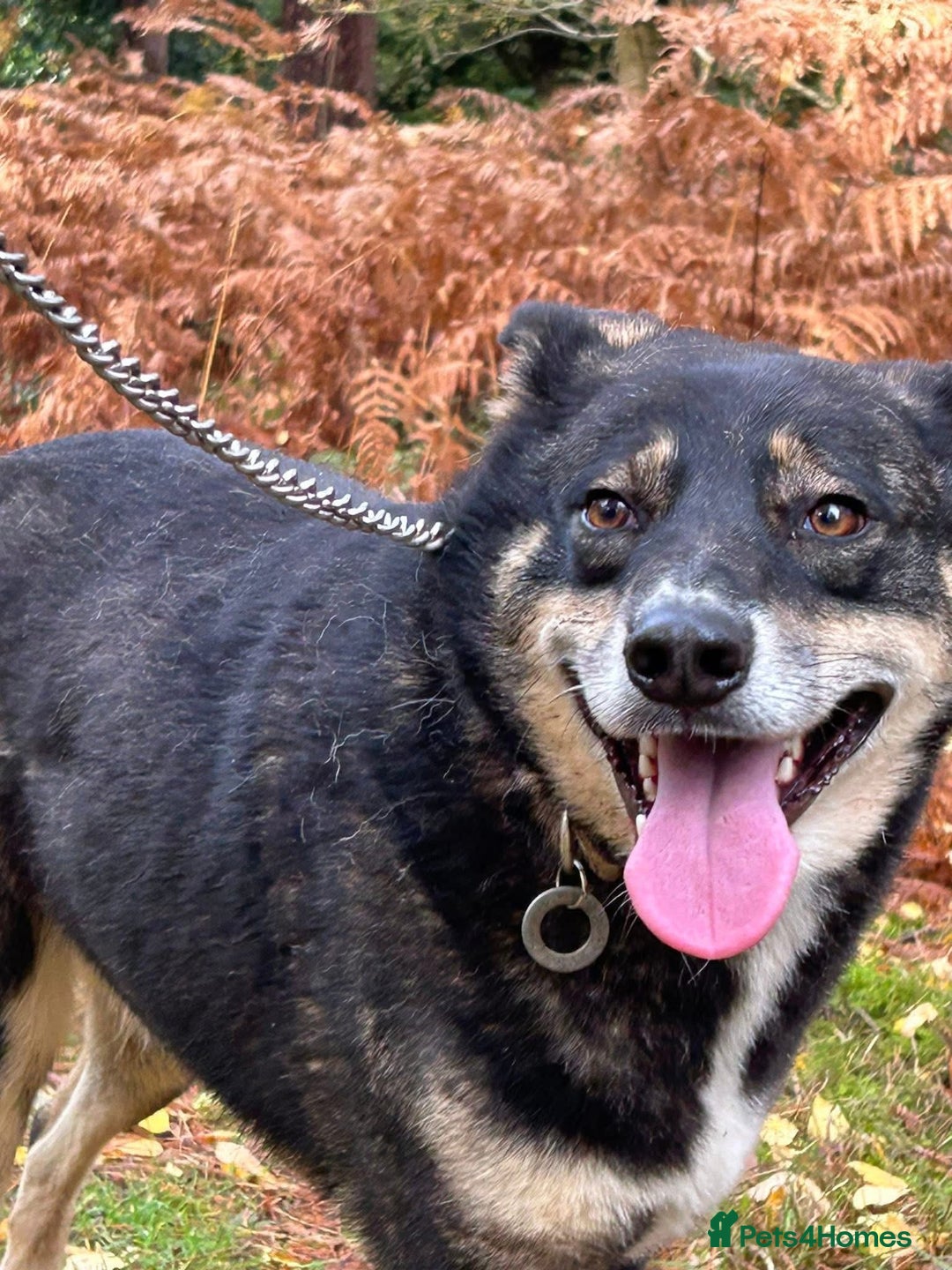 Mixed Breed dogs for adoption: Ben - Norwich Norfolk  - Advert 8