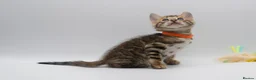 Bengal cats for sale: TICA Registered Brown & Snow Lynx Bengal Kittens - Advert 9