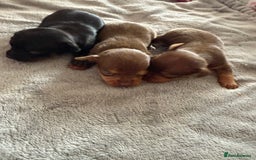 Chihuahua dogs for sale: Beautiful little Chi ready to reserve  - Image 7