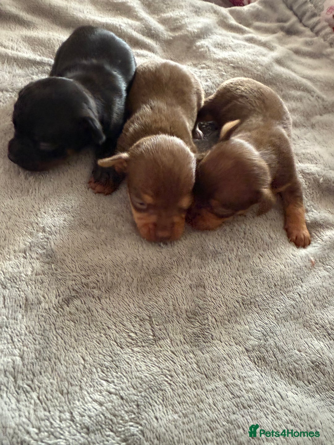 Chihuahua dogs for sale: Beautiful little Chi ready to reserve  - Image 7