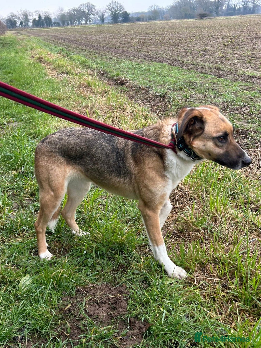 Mixed Breed dogs for adoption: Teddy - Norwich Norfolk  in Norwich - Image 7