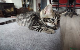 Bengal cats for sale: Bengal x Ragdoll kittens  - Image 12