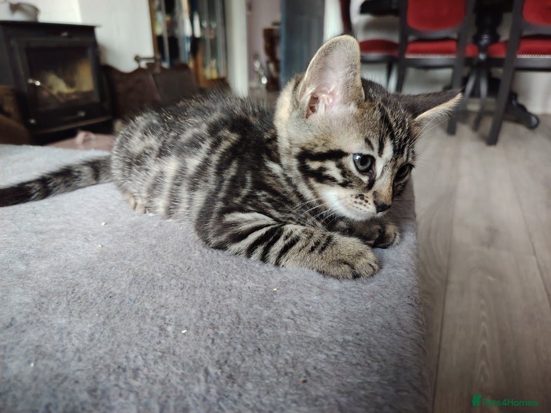 Bengal cats for sale: Bengal x Ragdoll kittens  - Image 12