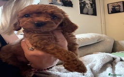 Cockapoo dogs for sale: Cockapoo  - Image 17