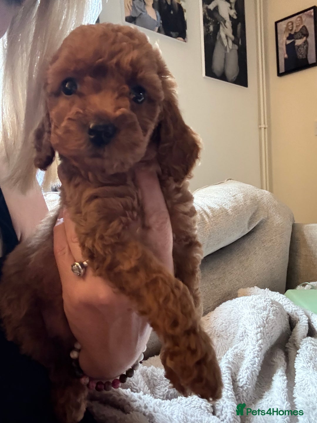 Cockapoo dogs for sale: Cockapoo  - Image 17