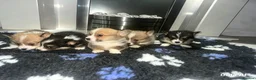Welsh Corgi Pembroke dogs for sale: Kc pembroke corgi puppies - Advert 20