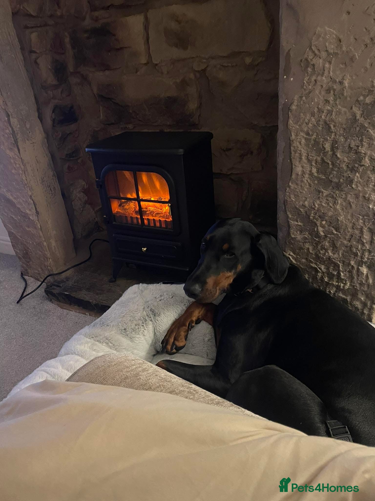 Dobermann dogs KC registered exclusive Dobermann puppies  - Advert 2