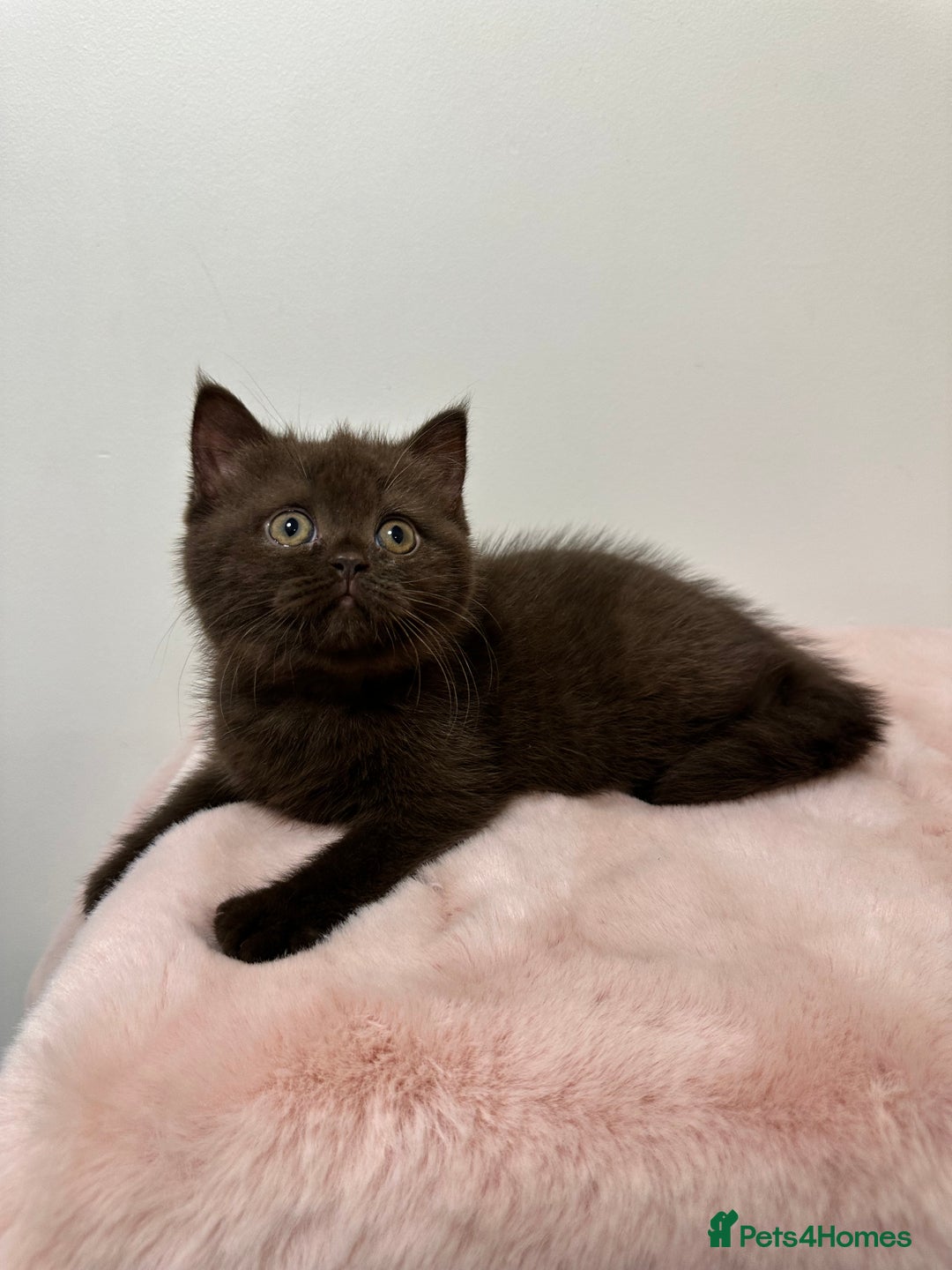 British Shorthair cats for sale: British Shorthair Chunky Chocolate Kittens🐻 - Advert 11