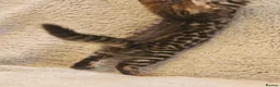 Bengal cats for sale: Exceptional rare cashmere bengal boys - Advert 5