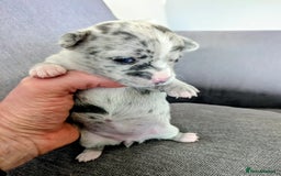 Chihuahua dogs for sale: Stunning merle Chihuahua puppies  - Image 13