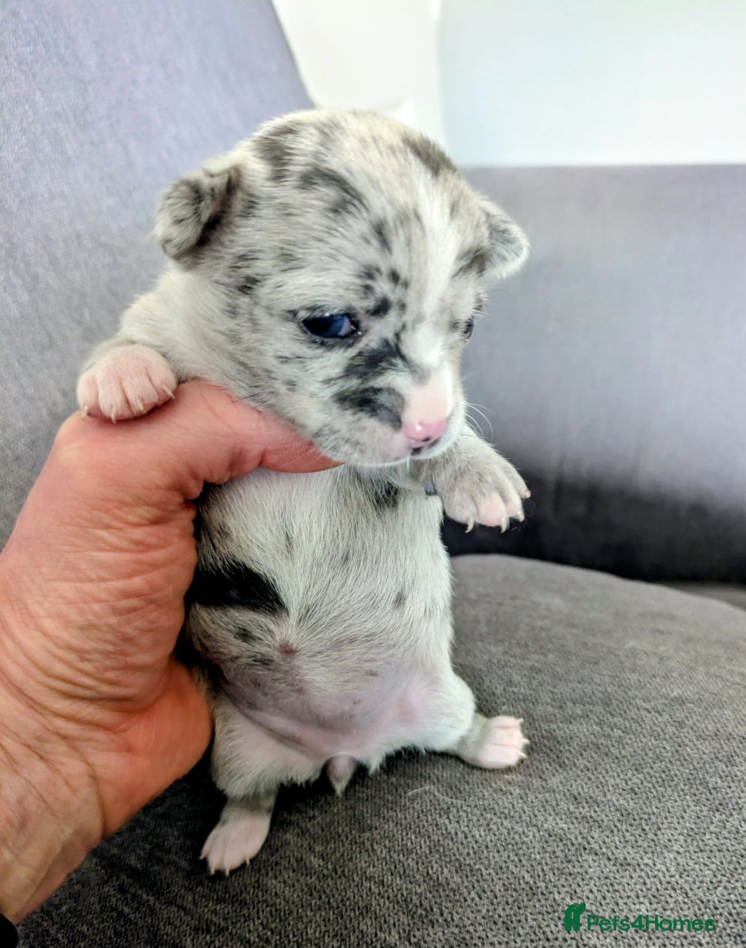 Chihuahua dogs for sale: Stunning merle Chihuahua puppies  - Image 13