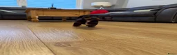 Miniature Dachshund dogs for sale: Miniature dachshunds - Advert 15