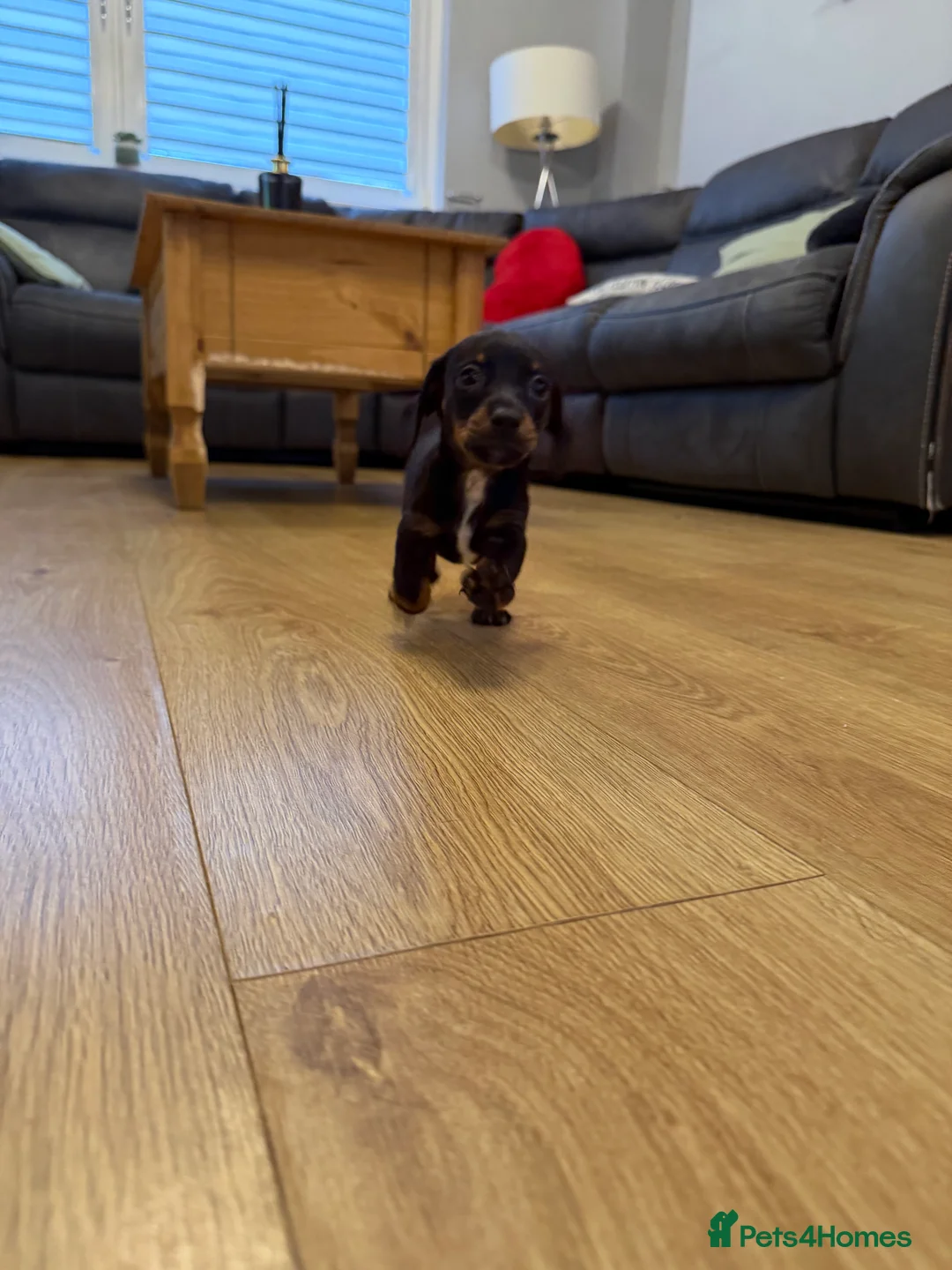 Miniature Dachshund dogs for sale: Miniature dachshunds - Advert 15