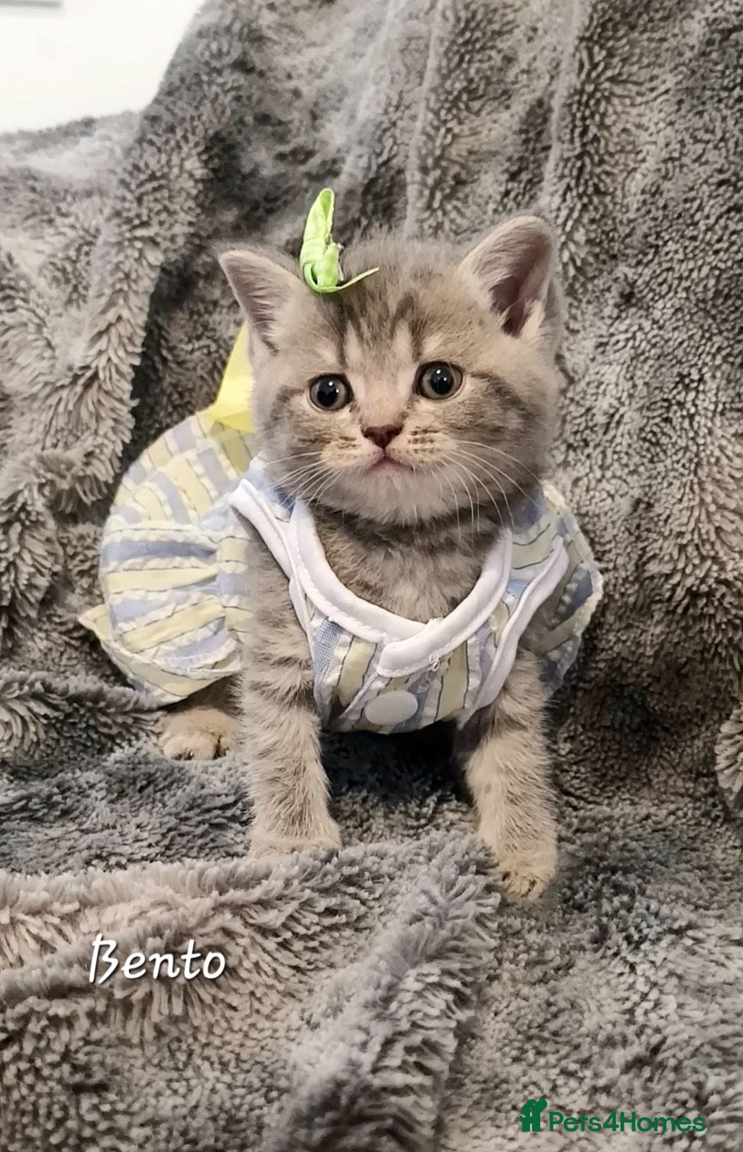 British Shorthair cats Rose Gold British Shorthair  - Advert 6
