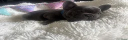 French Bulldog dogs for sale: Beautiful French bulldog pups - Advert 4
