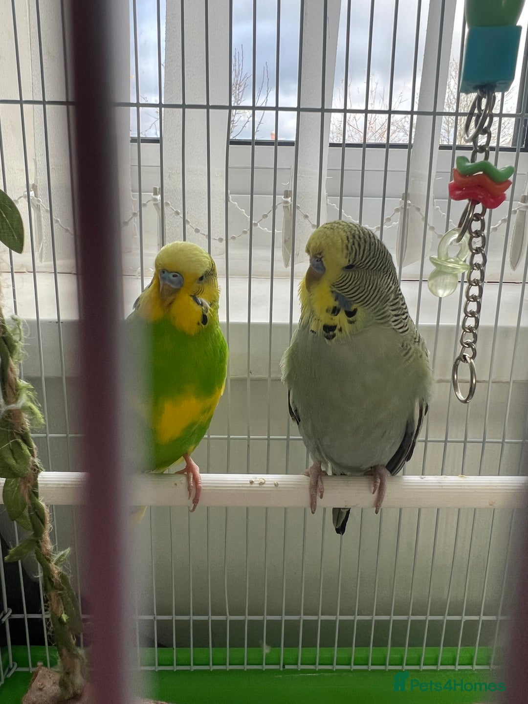 Budgerigars birds for sale: Friendly Budgies Looking for a New Home - Advert 5