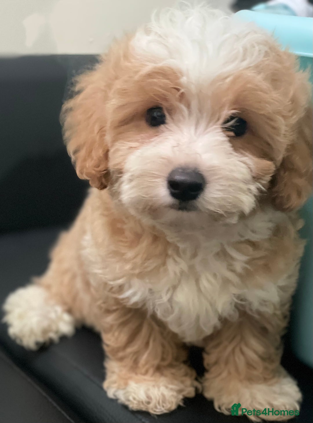 Maltipoo dogs for sale: Adorable F1 Maltipoo Puppies - Image 12