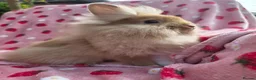 Lionhead rabbits for sale: Very very tame lion head  boy 11 weeks - Advert 8