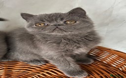 Exotic cats for sale: Male exotic kitten 14weeks - Image 2