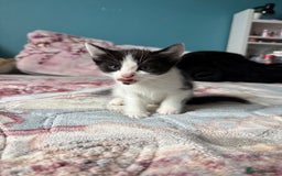 Mixed Breed cats for sale: 2 kittens! - Image 6