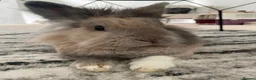 Lionhead rabbits for sale: Rosie looking for her forever home  in Chichester - Advert 5
