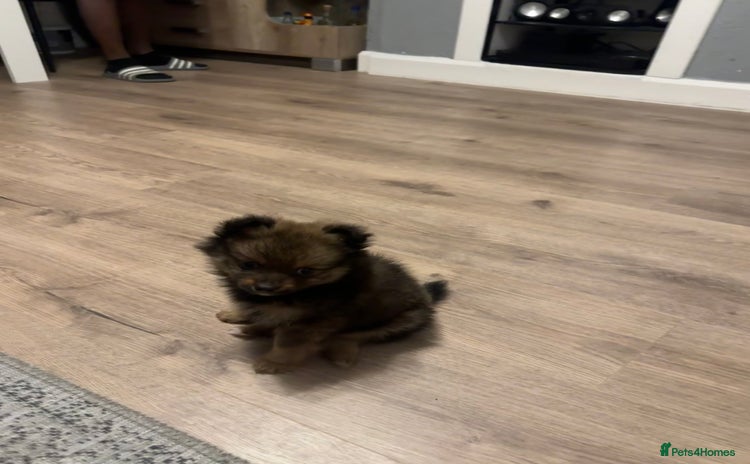 Pomeranian dogs - Advert 1