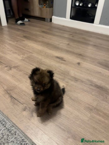 Pomeranian dogs - Advert 1