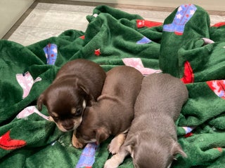 Chihuahua dogs 🎄 Chihuahua pups ready to leave 27th of December - Advert 17