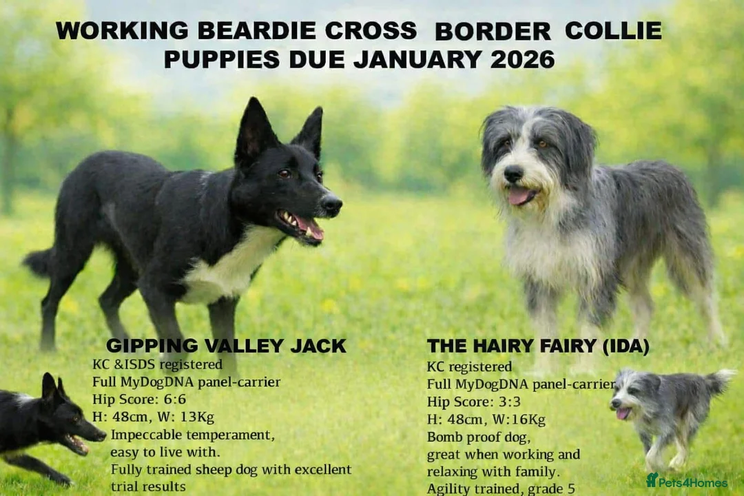 Mixed Breed dogs for sale: Working Bearded Collie cross Border Collie - Advert 1