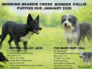 Mixed Breed dogs Working Bearded Collie cross Border Collie - Advert 1