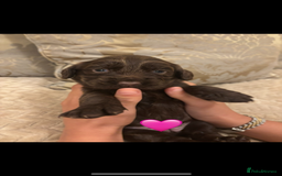 Cocker Spaniel dogs for sale: Working Cocker spaniels for sale  - Image 6