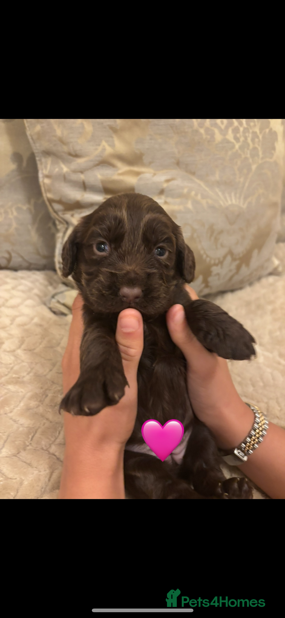 Cocker Spaniel dogs for sale: Working Cocker spaniels for sale  - Image 6