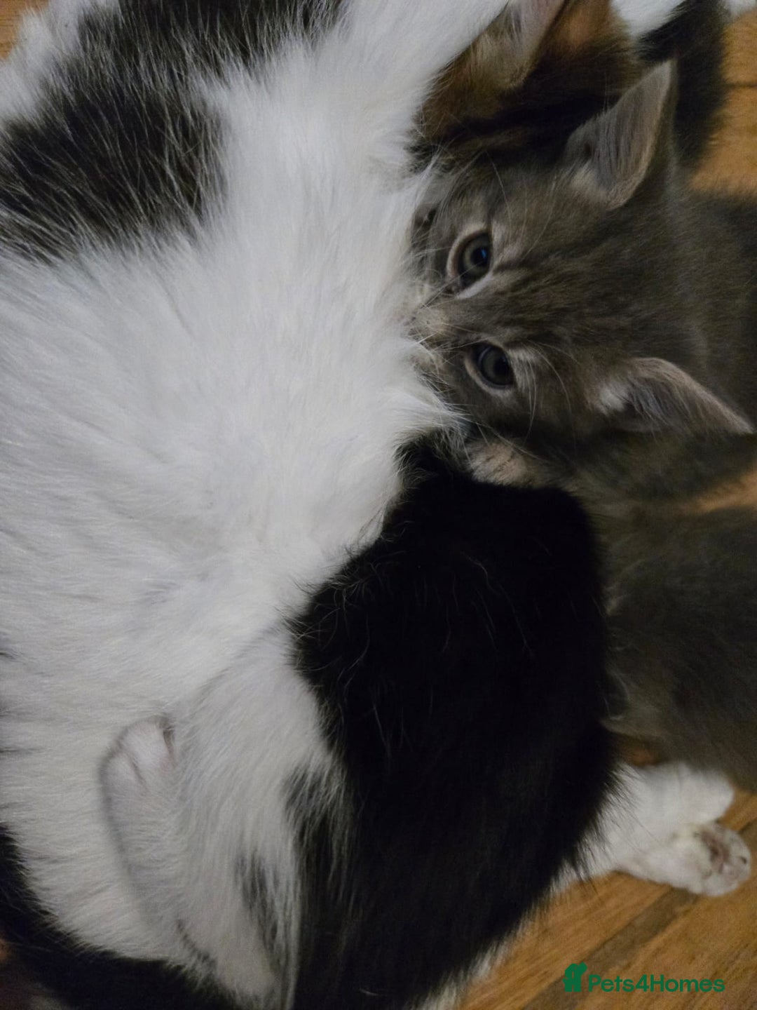 RagaMuffin cats for sale: 4 ragamuffin mixed breed kittens - Image 8