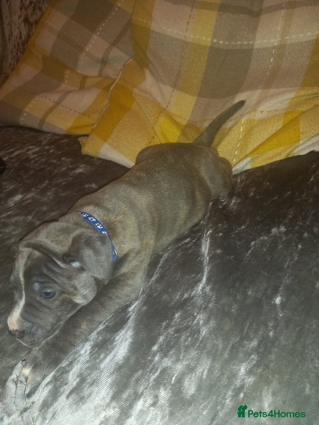 Staffordshire Bull Terrier dogs for sale: Blue brindle boy for sale - Image 4