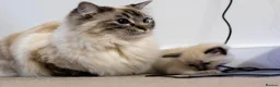 Ragdoll cats for sale: Adorable, Purebred GCCF Registered Ragdoll Kittens in London - Advert 26