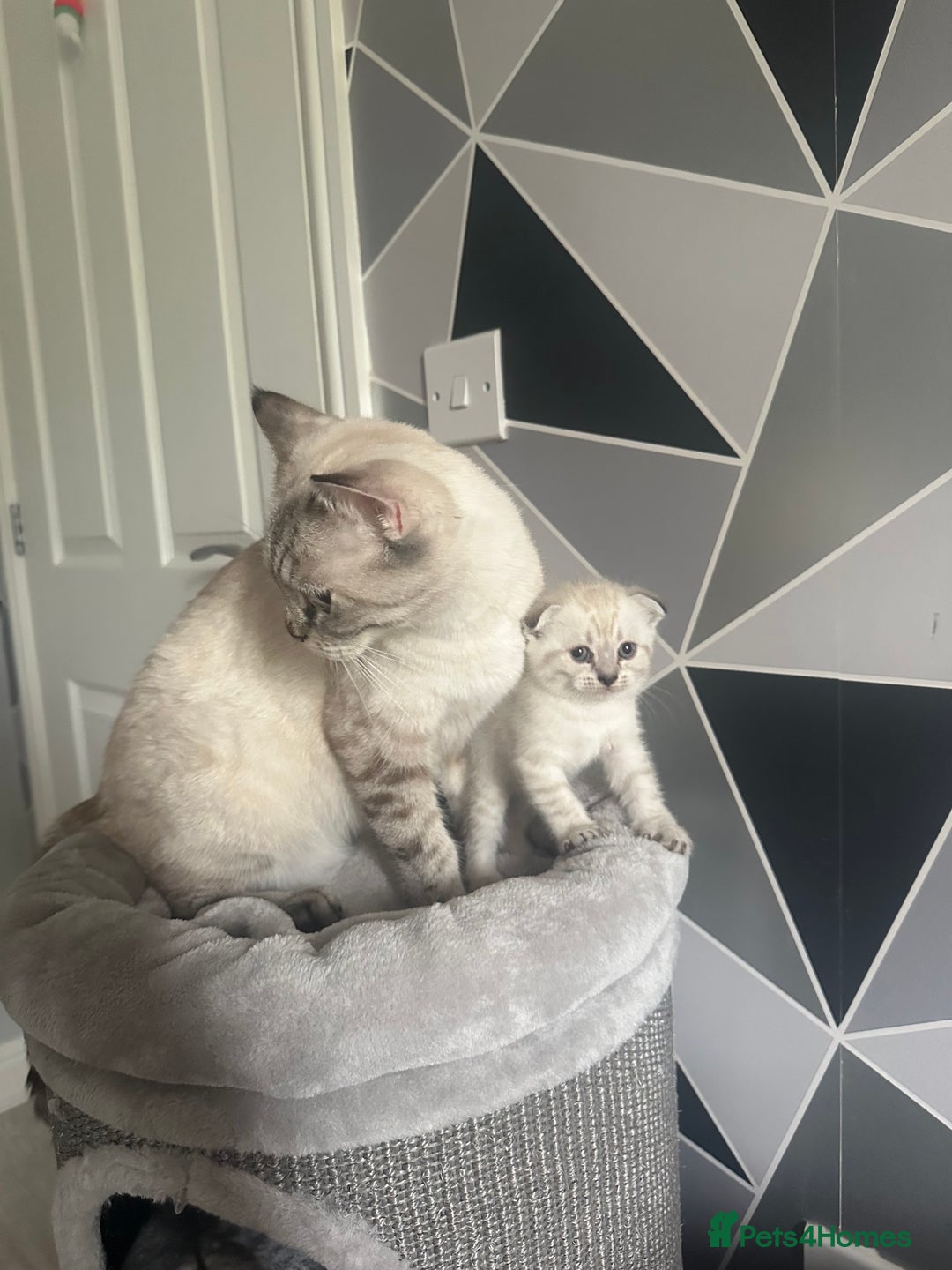 Scottish Fold cats for sale: Adorable playful scottish fold kittens  - Image 35