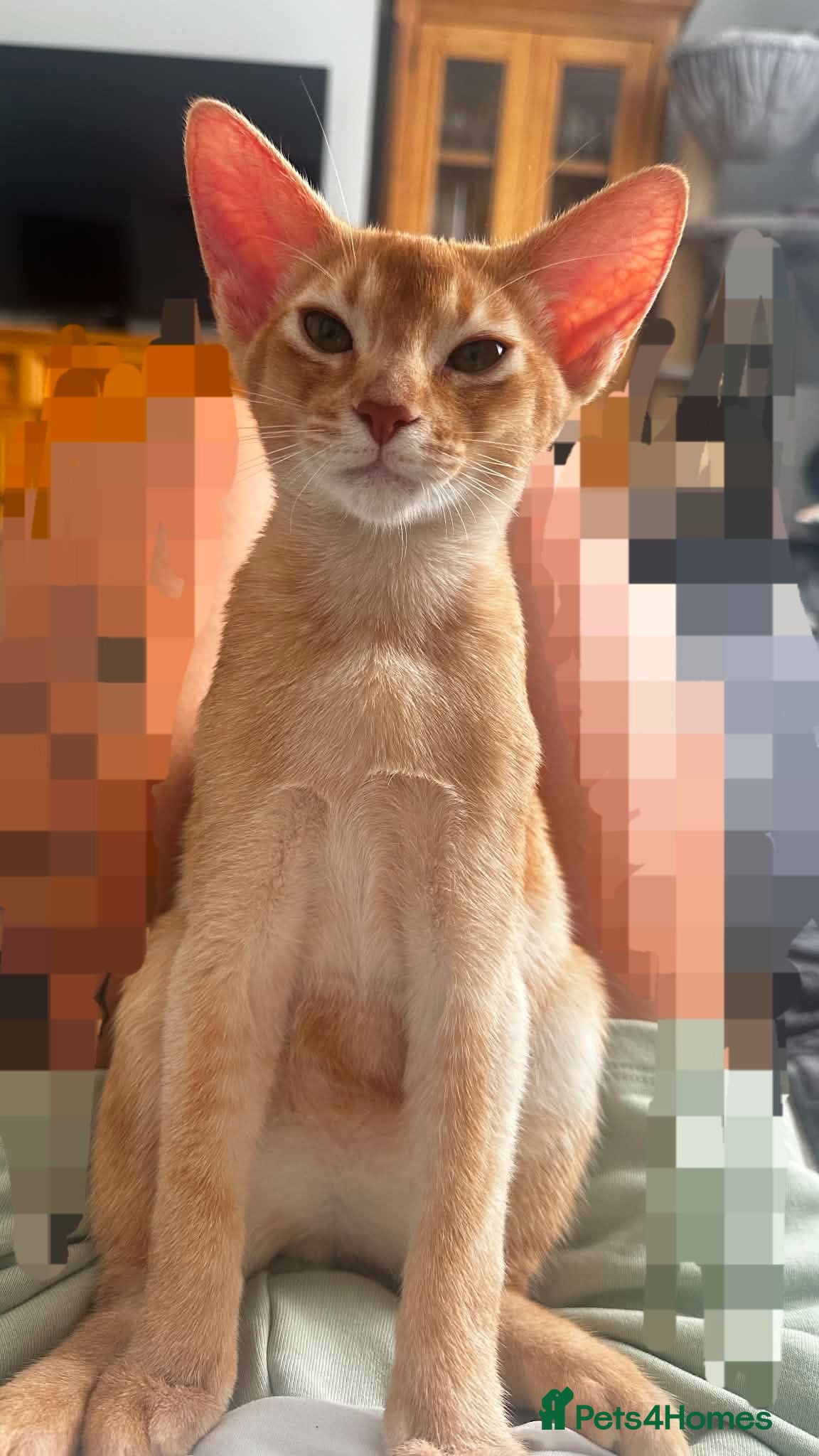 Abyssinian cats Last boy available Abyssinian kittens  - Advert 15